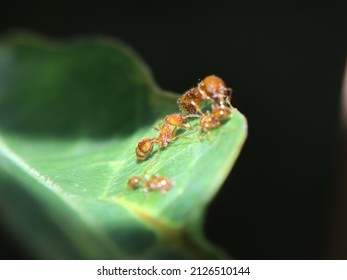 The Mother Fire Ant, With Its Young On A Leaf, Is A Type Of Solenopsis Geminata Ant That Lives In The Tropical Forests Of Indonesia