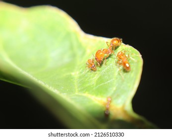 The Mother Fire Ant, With Its Young On A Leaf, Is A Type Of Solenopsis Geminata Ant That Lives In The Tropical Forests Of Indonesia