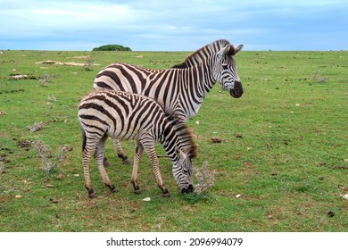 Mother and foal zebra in a field in Brijuni national park, Istria, Croatia - Powered by Shutterstock