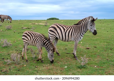 Mother and foal zebra in a field in Brijuni national park, Istria, Croatia - Powered by Shutterstock