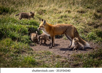 Baby Red Fox Images Stock Photos Vectors Shutterstock