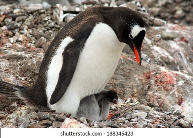 Mother Gentoo Penguin With Baby Chick In Antarctica