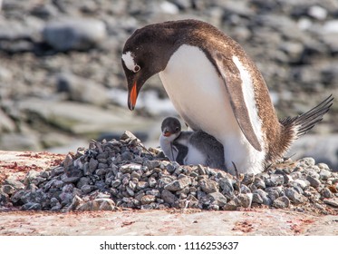 A Mother Gentoo Penguin And Her Baby Chick In Antarctica