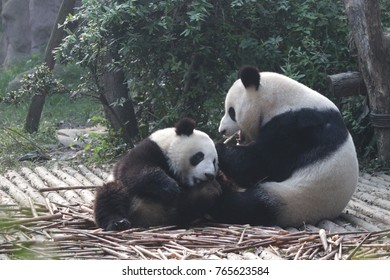 Mother Giant Panda And Panda Cub Are Playing Fighting