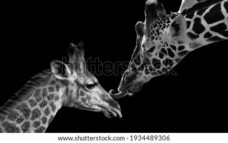 Mother Giraffe Kiss Her Cute Baby Giraffe 