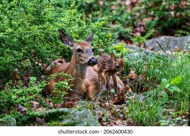 Mother gives birth to two fawns