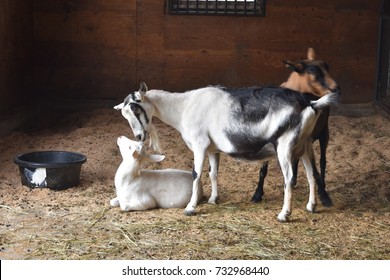 Mother Goat And Baby