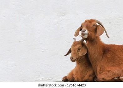 Mother Goat And Baby Goat - Capricorn