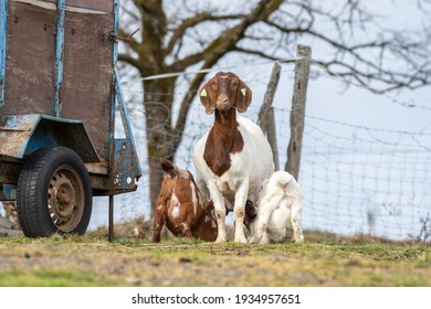 Mother Goat Feeding Two Baby Goats