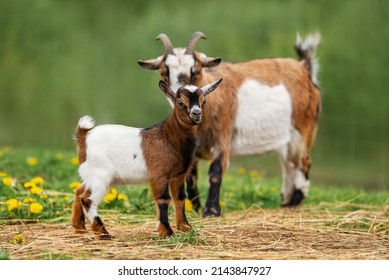 Portrait Two Little Goatlings Stock Photo 266544722 | Shutterstock