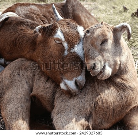 The Mother goat is loving her kid. Taken closeup. Animal love. Nature lovers.
