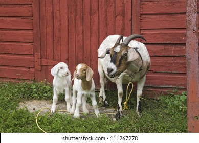 Mother Goat And Two Baby Kid Goats