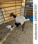 Mother goat and two newborn baby goats in pen brown white black Petting Zoo Dylan