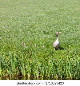 Mother Goose And Children In Green Grassy Meadow On Sunny Spring Day