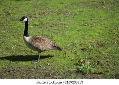 A Mother Goose With Her Baby In The Grass