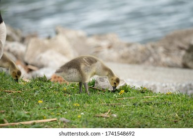 Mother Goose And Her Gosling Baby Geese Enjoy A Sunny Day On The Lake