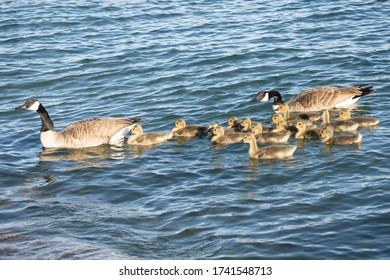 Mother Goose And Her Gosling Baby Geese Enjoy A Sunny Day On The Lake