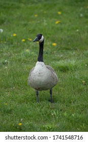 Mother Goose And Her Gosling Baby Geese Enjoy A Sunny Day On The