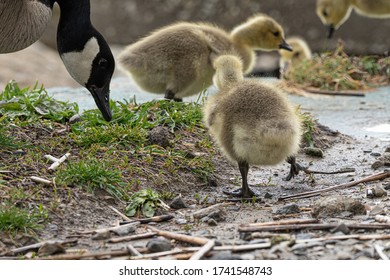 Mother Goose And Her Gosling Baby Geese Enjoy A Sunny Day On The Lake