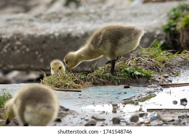 Mother Goose And Her Gosling Baby Geese Enjoy A Sunny Day On The Lake