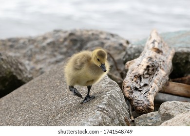 Mother Goose And Her Gosling Baby Geese Enjoy A Sunny Day On The Lake