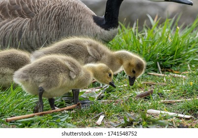 Mother Goose And Her Gosling Baby Geese Enjoy A Sunny Day On The Lake