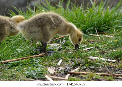 Mother Goose And Her Gosling Baby Geese Enjoy A Sunny Day On The Lake