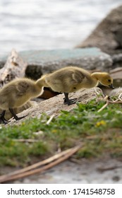 Mother Goose And Her Gosling Baby Geese Enjoy A Sunny Day On The Lake