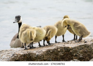 Mother Goose And Her Gosling Baby Geese Enjoy A Sunny Day On The Lake