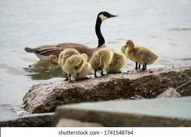 Mother Goose And Her Gosling Baby Geese Enjoy A Sunny Day On The Lake