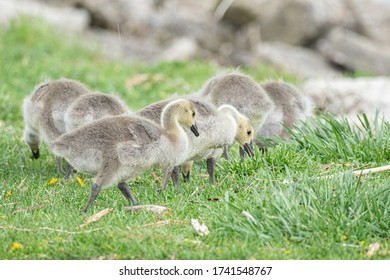 Mother Goose And Her Gosling Baby Geese Enjoy A Sunny Day On The Lake