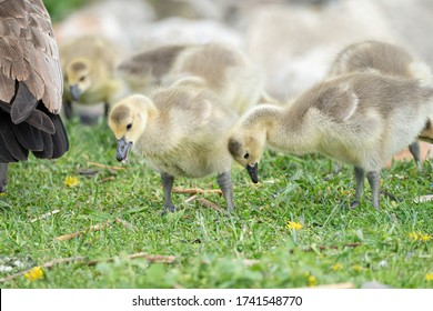 Mother Goose And Her Gosling Baby Geese Enjoy A Sunny Day On The Lake