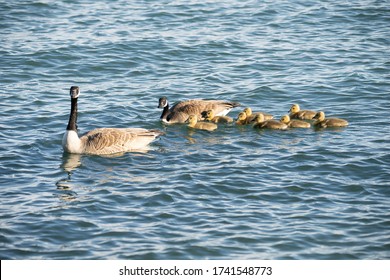 Mother Goose And Her Gosling Baby Geese Enjoy A Sunny Day On The Lake