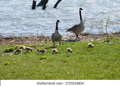 Mother Goose And Her Gosling Baby Geese Enjoy A Sunny Day On The Lake