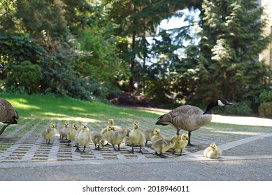 A Mother Goose With Her Little Goslings In The Park On A Sunny Day