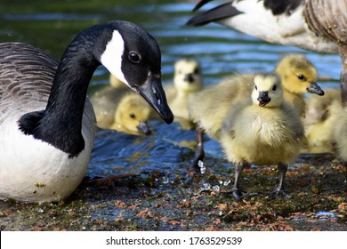 A Mother Goose And His Baby Goslings. 