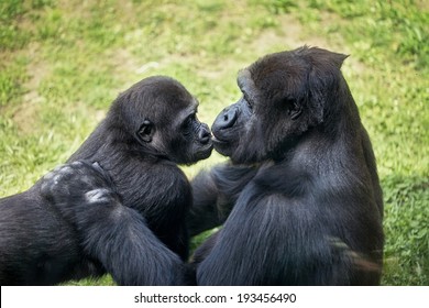 Mother Gorilla Kissing Her Baby 