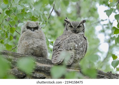 Mother Great Horned Owl With Baby
