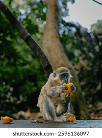 Mother Green Monkey Eats Fruit With Baby Monkey Holding On