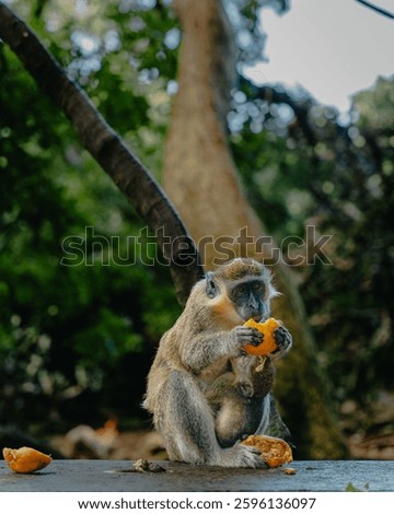 Mother Green Monkey Eats Fruit With Baby Monkey Holding On