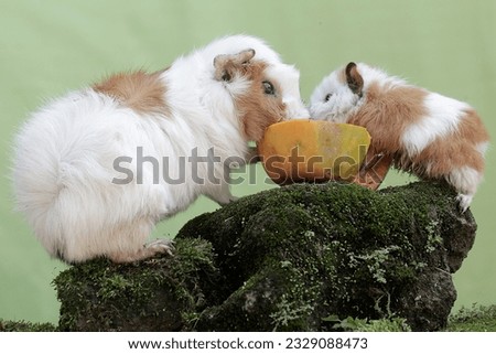A mother guinea pig with her baby eating a papaya that fell to the ground. This rodent mammal has the scientific name Cavia porcellus.