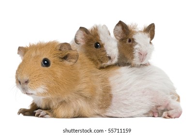 Mother Guinea Pig And Her Two Babies Against White Background