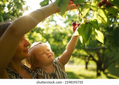 Mother Helps Cute Child Learn The World. A Little Girl Reaches For Cherries On A Tree. Mom And Daughter Are Harvesting Cherries In The Garden.