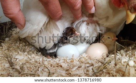Mother hen brooding over eggs and some chick has hatched all ready. Small newborn chicks under mother.