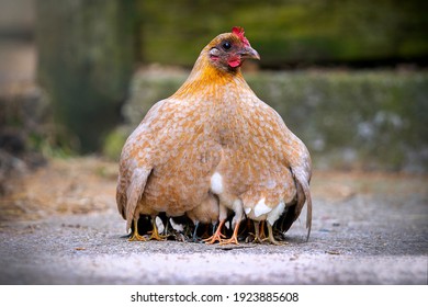 Mother hen chicken with cute tiny baby chicks all protected beneath her wings keeping warm outdoors only their 12 legs visible poking out the bottom outside