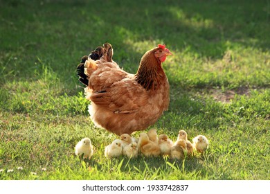 Mother hen with chickens in a rural yard. Chickens in a grass in the village against sun photos. Gallus gallus domesticus. Poultry organic farm.Sustainable economy.Natural farming.Free range chickens. - Shutterstock ID 1933742837