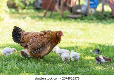 Mother Hen With Chickens In A Rural Yard. Chickens In A Grass In The Village Against Sun Photos. Gallus Gallus Domesticus. Poultry Organic Farm.Sustainable Economy.Natural Farming.Free Range Chickens.