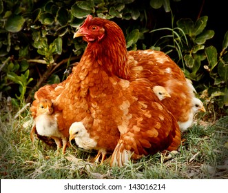 Mother Hen And Protecting Chicks