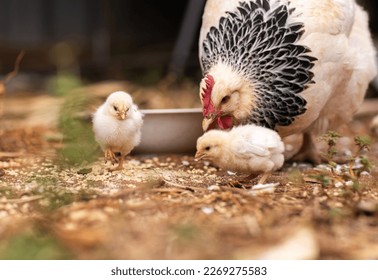 Mother hen with three baby chicks feeding 