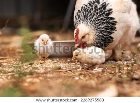 Mother hen with three baby chicks feeding 